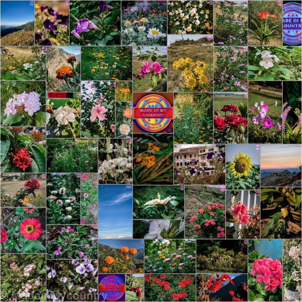 MadeinMycountry Nepal, home of Everest, the eternal "guardian" of the Himalayas, birthplace of Buddha. MadeinMycountry is a global platform that celebrates and supports local history, culture, art, and nature conservation efforts.